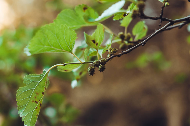 Větev Mulberry nebo Tutoviky se zelenými plody. Morus. Vyřezávanou větev s listím, zmrazená před bouří. - Fotografie, Obrázek