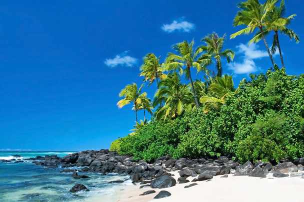 Недоторканий піщаний пляж з пальмами та блакитним океаном на задньому плані
 - Фото, зображення