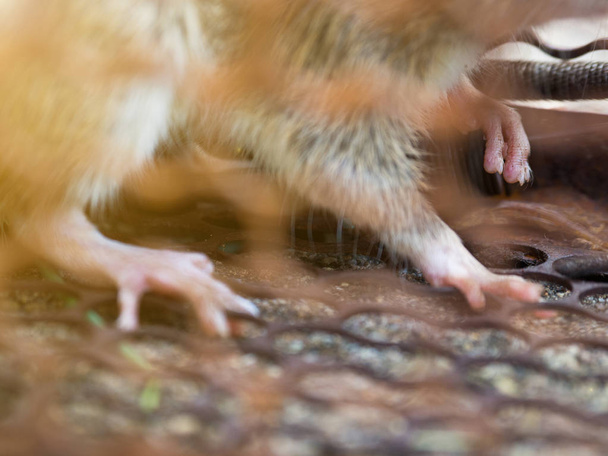 Ratte ist in einem Käfig oder in einer Falle gefangen. die schmutzige Ratte hat die Krankheit auf den Menschen übertragen, wie Leptospirose, Pest. Häuser und Wohnungen sollten keine Mäuse haben. Käfig fängt Kontrolle einer Ratte - Foto, Bild