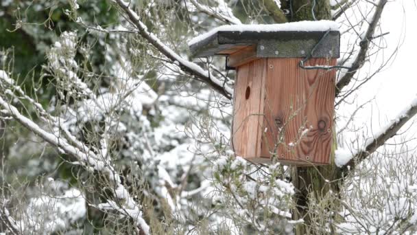 Caja del nido en invierno
 - Metraje, vídeo