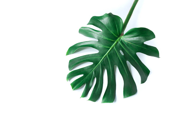 white tropical texture green leaf pattern background natural fresh monstera top view copy space - Photo, Image