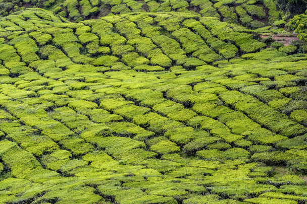 Cameron Highlands ferme de thé
 - Photo, image