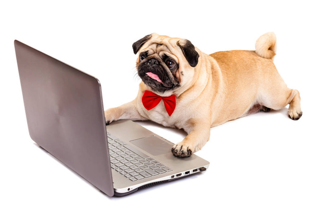 kutya mopszli-val laptop. okos kutya egy csokornyakkendő. izolálja fehér alapon. kutya-tudós - Fotó, kép