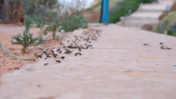 lots of crawling big black ants dragging a flower - Footage, Video