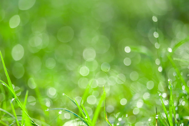 Zielona trawa w ogrodzie blokeh kropla wody na liście w polu - Zdjęcie, obraz