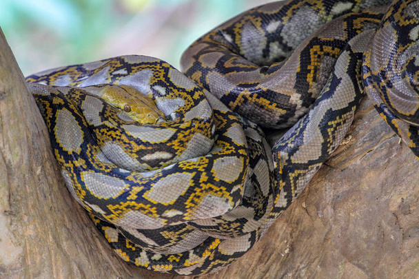 Kopf burmesische Python im Körper auf Stock Baum in Thailand - Foto, Bild