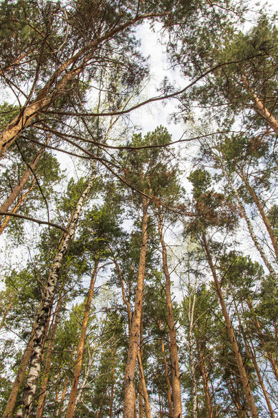Pinos contra el cielo azul vista desde el fondo, paisaje del bosque de pinos
. - Foto, imagen