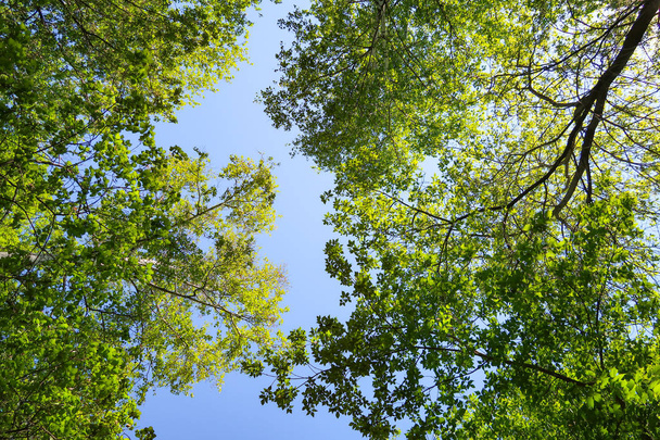 Green leaves of trees view from below against the blue sky, spring nature. - Photo, image