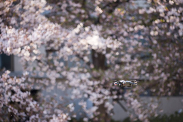 Kiraz çiçeği ile uçan drone - Fotoğraf, Görsel