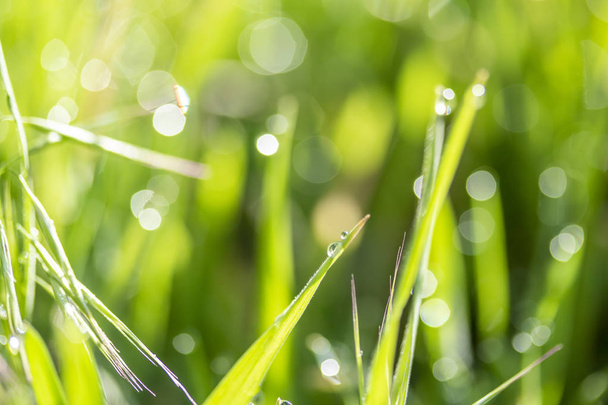 Güneşte yeşil çim, yağmur damlaları bokeh arka plan - Fotoğraf, Görsel