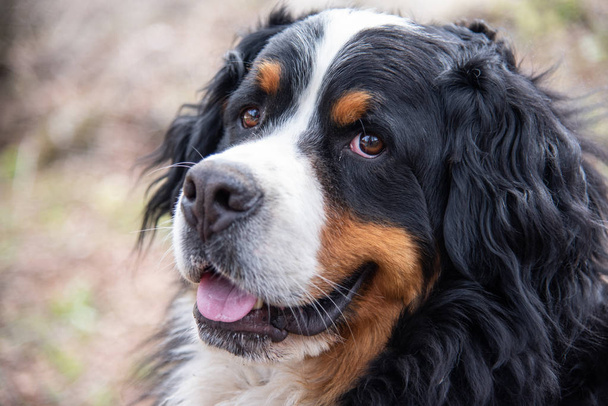 Close up of Bernese mountain dog. Beautiful expression of the dog's head. - Photo, Image