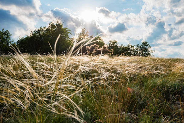 草原の美しい夏の風景の中で風に揺れる銀の羽の草 - 写真・画像