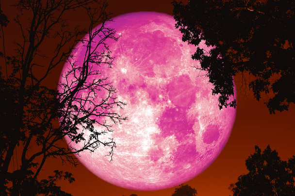 full worm moon back on silhouette plant and trees on night sky - Photo, Image