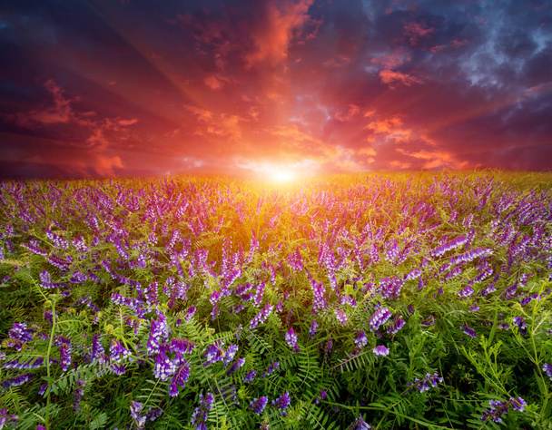 zonsondergang over wild flower weide - Foto, afbeelding