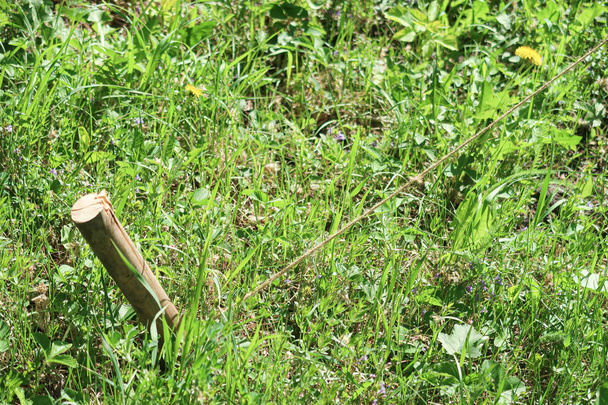 Dřevěný kůl v zemi s provazem v zelené trávě. - Fotografie, Obrázek