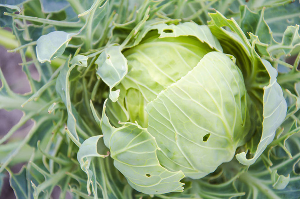 cabbage in the garden, eaten by pests in the summer - Foto, afbeelding