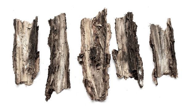 The bark of a tree bark on a white background. - Photo, Image