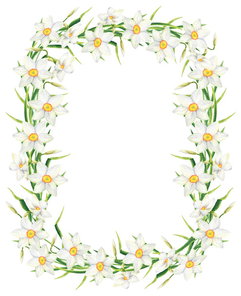 Suluboya Narcissus çiçek dikdörtgen çerçeve. Beyaz arka planda izole el çizilmiş nergis çelenk illüstrasyon. Davet için çiçek tasarımı, tebrik kartı, Scrapbooking, düğün, paket kozmetik - Fotoğraf, Görsel