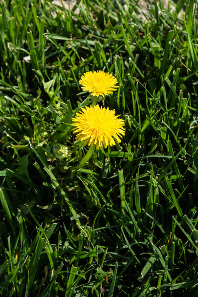 Fleur de pissenlit jaune dans l'herbe verte, paysages printaniers
. - Photo, image