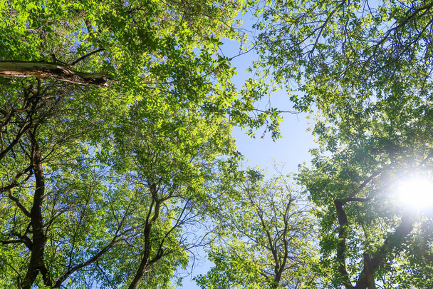 Green leaves of trees view from below against the blue sky, spring nature. - Фото, изображение