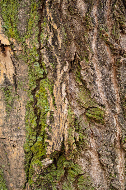 Texture of tree bark, gray wood background. - Photo, image
