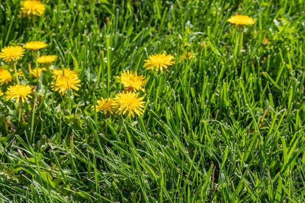 Yellow dandelion flower in green grass, spring scenery. - Foto, afbeelding