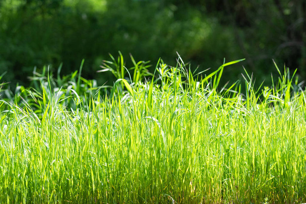 Juicy bright green grass close-up, background of green grass landscape. - Foto, Imagem