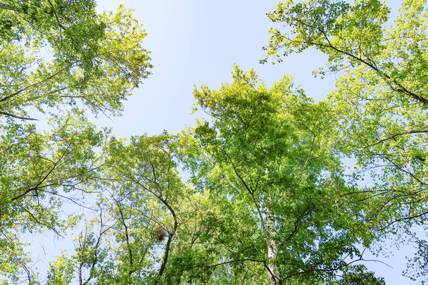 Zielone liście drzew widok z dołu na błękitne niebo, wiosna natura. - Zdjęcie, obraz