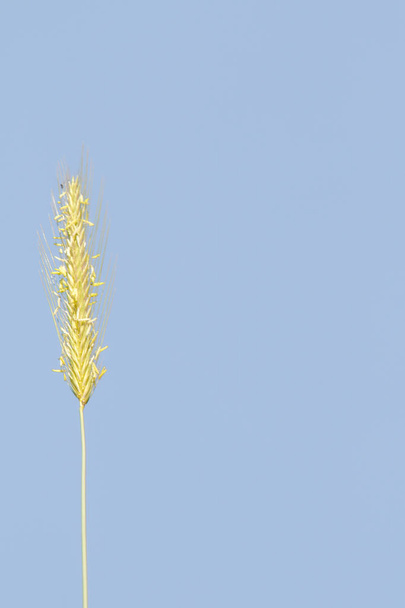 Spitze des wilden Weizens gegen den blauen Himmel - Foto, Bild