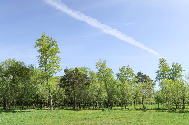 Landscape, green grass trees blue sky. - Foto, Bild