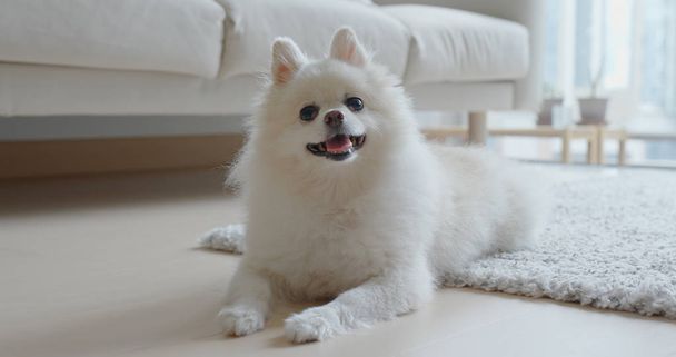 Λευκό pomeranian σκυλί στο σπίτι - Φωτογραφία, εικόνα
