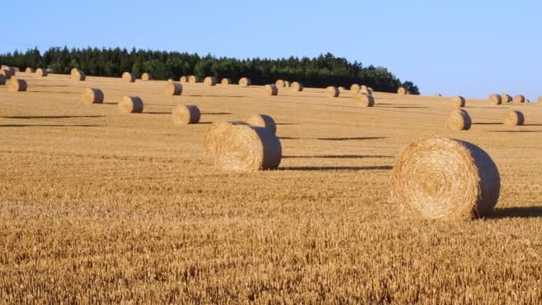 Hay bales on the field after harvest. Agricultural field. Hay bales in golden field landscape. - Footage, Video