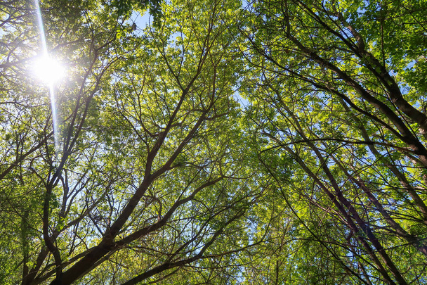 Green leaves of trees view from below against the blue sky, spring nature. - 写真・画像