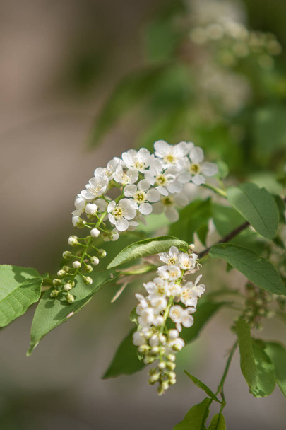 Λουλούδια λευκό κεράσι στα πράσινα φύλλα του δέντρου. - Φωτογραφία, εικόνα