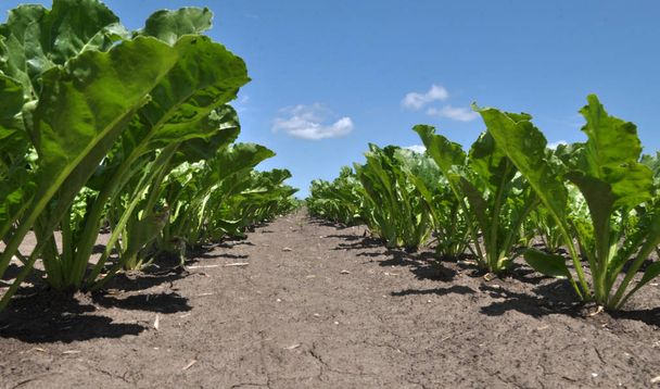 Çiftlik alanında şeker pancarı büyümek - Fotoğraf, Görsel