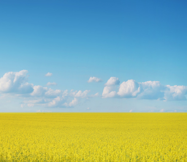 Canola crops on blue sky - Φωτογραφία, εικόνα