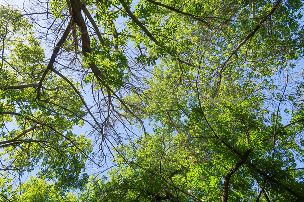 grüne Blätter der Bäume Blick von unten gegen den blauen Himmel, Frühling Natur. - Foto, Bild