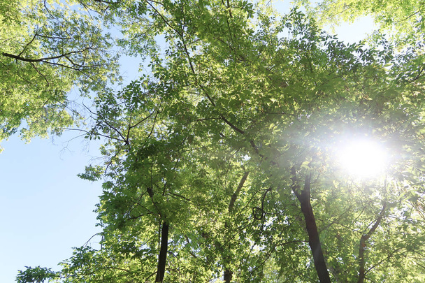 Πράσινα φύλλα με θέα τα δέντρα από κάτω στο γαλάζιο του ουρανού, πηγή φύση. - Φωτογραφία, εικόνα