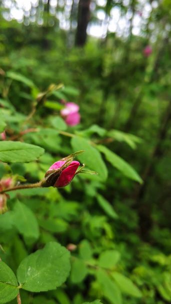Flores cor de rosa Bud de rosas de cão ou rosa quadril em folhas verdes fundo close-up
 - Foto, Imagem