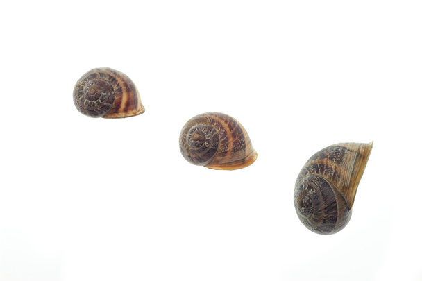 kolekcja muszli ślimaka - Zdjęcie, obraz