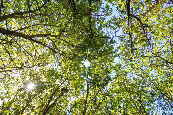Zöld levelek a fák érdekében alulról szemben a kék eget, tavaszi természet. - Fotó, kép