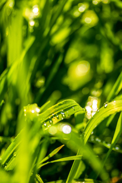 雨滴と緑の草、風景クローズアップ. - 写真・画像