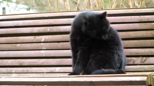 Μαύρη γάτα κάθεται σε ένα παγκάκι - Πλάνα, βίντεο
