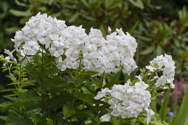 White Phlox Flower - Foto, imagen
