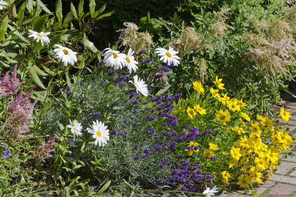 Macizo de flores de Lavandula (lavanda), manzanilla y tintoria de Cota
  - Foto, imagen