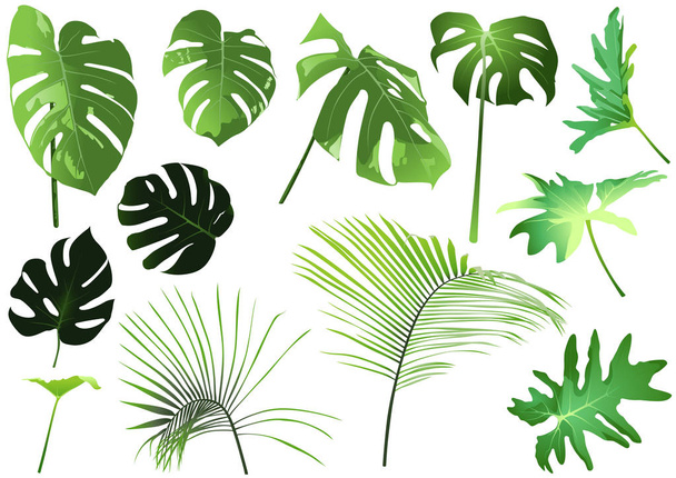 tropische Blätter Set - einfache tropische Pflanzen Illustrationen isoliert auf weißem Hintergrund, Vektorgrafik - Vektor, Bild