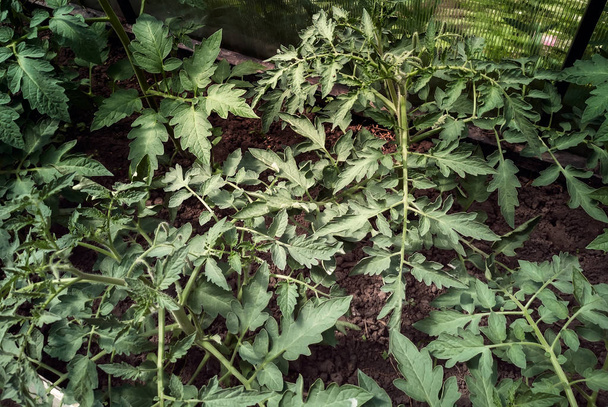 Plántulas de tomate en el invernadero en el suelo
. - Foto, Imagen