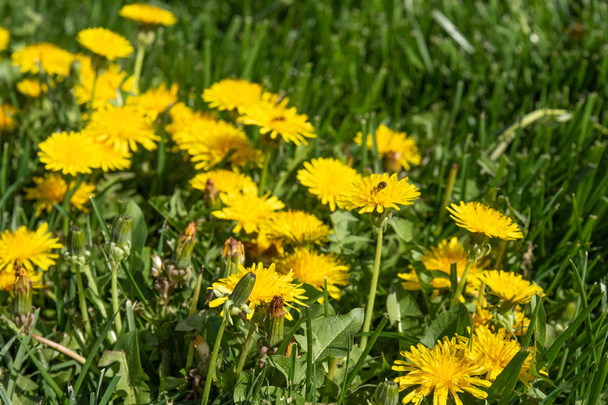 Fleur de pissenlit jaune dans l'herbe verte, paysages printaniers
. - Photo, image