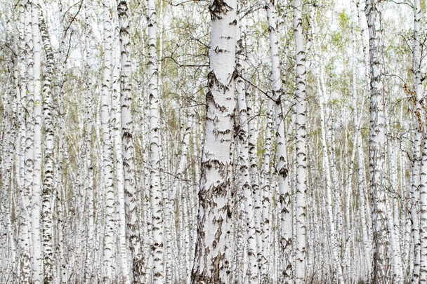 Arbres de bouleau blanc fond forestier, printemps
. - Photo, image