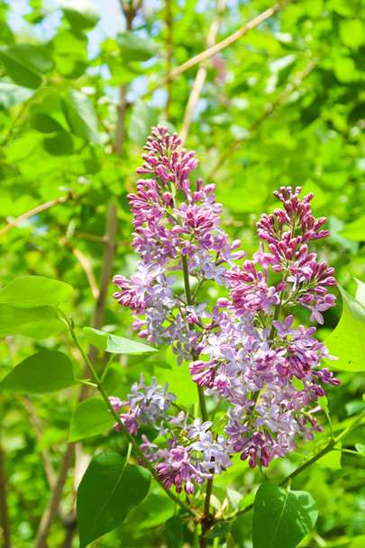 Flowers purple lilac, nature garden. - Photo, Image
